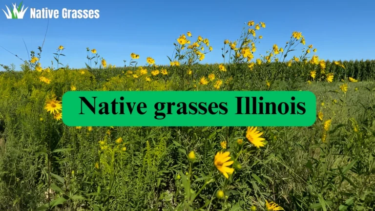 native grasses illinios