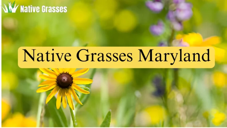 Native Grasses of Maryland