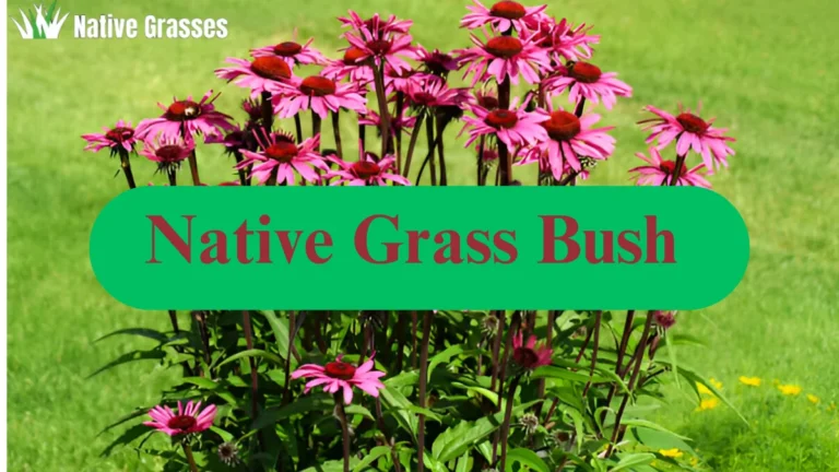 Native Grass Bush