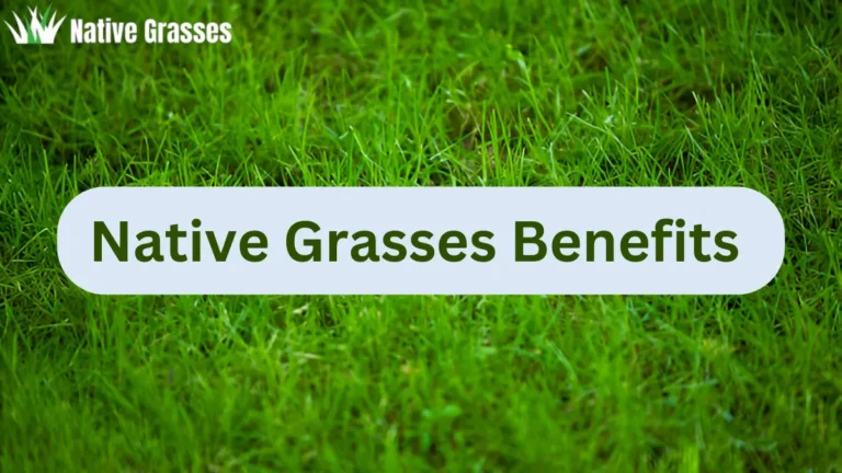 Native Grasses Benefits