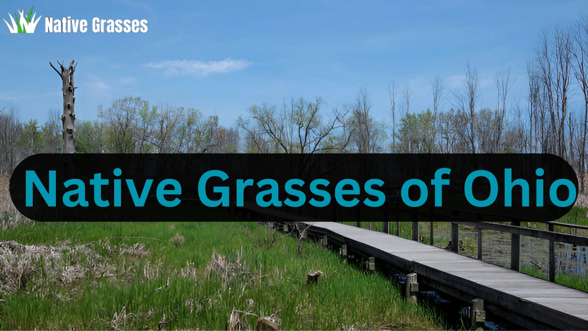 Native Grasses of Ohio