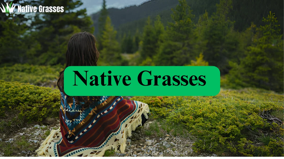 Native Grasses