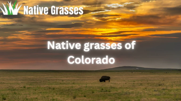 Native grasses of Colorado