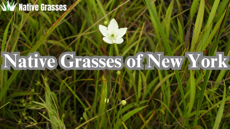 Native Grasses of New York