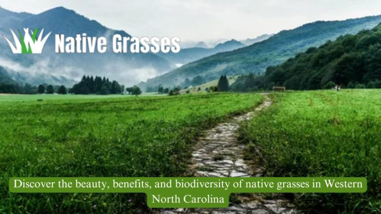 Exploring Native Grasses of Western North Carolina: Beauty, Benefits, and Biodiversity Native grasses are unsung heroes of Western North Carolina's vibrant landscapes. From stabilizing soil on rugged mountain slopes to supporting diverse ecosystems, these grasses offer both practical and aesthetic value. Whether you’re a homeowner, gardener, or conservation enthusiast, understanding the importance of native grasses can help you appreciate and integrate them into your surroundings. This article dives into the ecological roles, benefits, and popular varieties of native grasses in Western North Carolina, along with tips for incorporating them into your landscape. The Role of Native Grasses in Western North Carolina’s Ecosystem Biodiversity Support Native grasses are the foundation of healthy ecosystems, providing essential shelter and food for wildlife. Their dense tufts and towering stems create habitats for pollinators, birds, and small mammals. Pollinators: Species like monarch butterflies rely on native grasses like switchgrass (Panicum virgatum) for cover and reproduction. Birds: Eastern Meadowlarks and other ground-nesting birds use these grasses for shelter and nesting materials. Small Mammals: Rodents and rabbits find safety within the thick growth, contributing to a balanced food chain. Erosion Control Western North Carolina’s mountainous terrain is prone to erosion, especially after heavy rainfall. Native grasses have extensive root systems that: Anchor soil, preventing landslides. Improve water infiltration, reducing runoff. Stabilize streambanks and slopes naturally. Carbon Sequestration Beyond supporting local wildlife and stabilizing soil, native grasses help combat climate change by storing carbon underground. Their deep roots lock carbon dioxide into the soil, contributing to long-term climate resilience. Quote: “Native grasses play a key role in both ecological preservation and climate mitigation,” says Dr. Susan Carter, an ecologist specializing in Appalachian habitats. Common Native Grasses of Western North Carolina Big Bluestem (Andropogon gerardii) Description: This tallgrass species grows up to 8 feet, with bluish stems and seed heads resembling a turkey’s foot. Ecological Benefits: Provides habitat for pollinators and nesting birds. Its roots extend over 12 feet, making it excellent for erosion control. Cultural Significance: Known as "the king of prairie grasses," it was historically significant in Indigenous agriculture. Switchgrass (Panicum virgatum) Description: A perennial grass with feathery seed heads, reaching heights of 4-6 feet. Uses: Often planted for erosion control and as biofuel feedstock. Interesting Fact: Switchgrass is being studied for its potential in carbon capture and renewable energy. Little Bluestem (Schizachyrium scoparium) Description: Compact and drought-resistant, this grass features silvery-blue blades and turns vibrant orange in fall. Benefits: Perfect for ornamental landscapes due to its striking seasonal colors. Wildlife Value: Offers seeds for birds like sparrows during winter months. Indian Grass (Sorghastrum nutans) Description: Golden plumes and a height of up to 7 feet make this grass stand out in any meadow. Ecological Role: Attracts pollinators such as bees and butterflies while supporting ground-nesting birds. Cultural History: Indigenous communities used Indian grass for weaving and ceremonial purposes. Grass Name Height Root Depth Key Benefits Big Bluestem 6-8 ft 12+ ft Erosion control, habitat Switchgrass 4-6 ft 8-10 ft Carbon capture, biofuel Little Bluestem 2-4 ft 6-8 ft Drought tolerance, beauty Indian Grass 5-7 ft 10-12 ft Pollinator support Benefits of Incorporating Native Grasses Low Maintenance Native grasses thrive in their natural environment, requiring minimal care: Watering: Once established, they need little to no additional irrigation. Fertilizing: Their adaptability to local soil eliminates the need for chemical fertilizers. Pest Resistance: Native grasses are less susceptible to pests and diseases than exotic species. Resilience to Local Climate Western North Carolina’s weather includes hot summers, cold winters, and varied rainfall. Native grasses are well-suited to these conditions: Survive droughts with deep root systems. Withstand heavy rainfall without erosion or flooding. Adapt to poor, rocky, or clay soils. Aesthetic Appeal Native grasses bring year-round beauty to any landscape: Spring and Summer: Lush green growth. Fall: Warm hues of gold, red, and orange. Winter: Textural interest with frost-covered seed heads. Tip: Combine native grasses with wildflowers like black-eyed Susans for a vibrant, pollinator-friendly meadow. How to Incorporate Native Grasses into Landscapes Design Tips for Home Gardens Natural Borders: Use taller grasses like big bluestem to create privacy screens. Erosion-Resistant Slopes: Plant grasses on hillsides to prevent soil erosion. Wildlife Gardens: Pair grasses with native shrubs and wildflowers to attract birds and butterflies. Planting and Care Timing: Plant in spring or fall for the best root establishment. Spacing: Allow 12-18 inches between plants to prevent overcrowding. Maintenance: Trim back dead growth in late winter to encourage new growth. Sourcing Native Grasses Finding native grasses can be easy if you know where to look: Local nurseries specializing in native plants. Online retailers offering region-specific seeds. Avoid invasive species like Miscanthus and stick to verified native varieties. Conservation Efforts and Community Involvement Organizations Supporting Native Landscapes Numerous groups in Western North Carolina are championing native grass conservation: North Carolina Native Plant Society: Provides resources and workshops on native landscaping. Blue Ridge Forever Coalition: Focuses on preserving natural habitats through restoration projects. Local Extension Offices: Offer free advice and resources tailored to your region. How You Can Help Volunteer for community planting events. Advocate for native grasses in public spaces like parks and schools. Educate others about the ecological benefits of using native plants. Conclusion Native grasses are not just plants; they’re the backbone of Western North Carolina’s ecosystems. Their ability to stabilize soil, support wildlife, and reduce maintenance costs makes them a valuable addition to any landscape. By choosing native grasses, you’re investing in the beauty, biodiversity, and sustainability of your region. Take a step toward restoring natural habitats by incorporating native grasses into your garden. With their undeniable benefits and timeless charm, these grasses will enhance your landscape while supporting the environment for generations to come. FAQs What are the native grasses of Western North Carolina? Native grasses are grass species that naturally occur in Western North Carolina, thriving in its unique climate and soil conditions. Why are native grasses important for biodiversity? They support local ecosystems by providing food and habitat for native wildlife, insects, and pollinators. What are the aesthetic benefits of native grasses? These grasses enhance landscapes with their natural beauty, adding texture, movement, and seasonal interest. Can native grasses help with erosion control? Yes, their deep root systems stabilize soil, prevent erosion, and improve water infiltration. Are native grasses low-maintenance? Absolutely! They require less water, fertilizer, and mowing compared to non-native species. "Discover the beauty, benefits, and biodiversity of native grasses in Western North Carolina, enriching landscapes and supporting ecosystems." Exploring Native Grasses of Western North Carolina: Beauty, Benefits, and Biodiversity Native grasses are unsung heroes of Western North Carolina's vibrant landscapes. From stabilizing soil on rugged mountain slopes to supporting diverse ecosystems, these grasses offer both practical and aesthetic value. Whether you’re a homeowner, gardener, or conservation enthusiast, understanding the importance of native grasses can help you appreciate and integrate them into your surroundings. This article dives into the ecological roles, benefits, and popular varieties of native grasses in Western North Carolina, along with tips for incorporating them into your landscape. The Role of Native Grasses in Western North Carolina’s Ecosystem Biodiversity Support Native grasses are the foundation of healthy ecosystems, providing essential shelter and food for wildlife. Their dense tufts and towering stems create habitats for pollinators, birds, and small mammals. Pollinators: Species like monarch butterflies rely on native grasses like switchgrass (Panicum virgatum) for cover and reproduction. Birds: Eastern Meadowlarks and other ground-nesting birds use these grasses for shelter and nesting materials. Small Mammals: Rodents and rabbits find safety within the thick growth, contributing to a balanced food chain. Erosion Control Western North Carolina’s mountainous terrain is prone to erosion, especially after heavy rainfall. Native grasses have extensive root systems that: Anchor soil, preventing landslides. Improve water infiltration, reducing runoff. Stabilize streambanks and slopes naturally. Carbon Sequestration Beyond supporting local wildlife and stabilizing soil, native grasses help combat climate change by storing carbon underground. Their deep roots lock carbon dioxide into the soil, contributing to long-term climate resilience. Quote: “Native grasses play a key role in both ecological preservation and climate mitigation,” says Dr. Susan Carter, an ecologist specializing in Appalachian habitats. Common Native Grasses of Western North Carolina Big Bluestem (Andropogon gerardii) Description: This tallgrass species grows up to 8 feet, with bluish stems and seed heads resembling a turkey’s foot. Ecological Benefits: Provides habitat for pollinators and nesting birds. Its roots extend over 12 feet, making it excellent for erosion control. Cultural Significance: Known as "the king of prairie grasses," it was historically significant in Indigenous agriculture. Switchgrass (Panicum virgatum) Description: A perennial grass with feathery seed heads, reaching heights of 4-6 feet. Uses: Often planted for erosion control and as biofuel feedstock. Interesting Fact: Switchgrass is being studied for its potential in carbon capture and renewable energy. Little Bluestem (Schizachyrium scoparium) Description: Compact and drought-resistant, this grass features silvery-blue blades and turns vibrant orange in fall. Benefits: Perfect for ornamental landscapes due to its striking seasonal colors. Wildlife Value: Offers seeds for birds like sparrows during winter months. Indian Grass (Sorghastrum nutans) Description: Golden plumes and a height of up to 7 feet make this grass stand out in any meadow. Ecological Role: Attracts pollinators such as bees and butterflies while supporting ground-nesting birds. Cultural History: Indigenous communities used Indian grass for weaving and ceremonial purposes. Grass Name Height Root Depth Key Benefits Big Bluestem 6-8 ft 12+ ft Erosion control, habitat Switchgrass 4-6 ft 8-10 ft Carbon capture, biofuel Little Bluestem 2-4 ft 6-8 ft Drought tolerance, beauty Indian Grass 5-7 ft 10-12 ft Pollinator support Benefits of Incorporating Native Grasses Low Maintenance Native grasses thrive in their natural environment, requiring minimal care: Watering: Once established, they need little to no additional irrigation. Fertilizing: Their adaptability to local soil eliminates the need for chemical fertilizers. Pest Resistance: Native grasses are less susceptible to pests and diseases than exotic species. Resilience to Local Climate Western North Carolina’s weather includes hot summers, cold winters, and varied rainfall. Native grasses are well-suited to these conditions: Survive droughts with deep root systems. Withstand heavy rainfall without erosion or flooding. Adapt to poor, rocky, or clay soils. Aesthetic Appeal Native grasses bring year-round beauty to any landscape: Spring and Summer: Lush green growth. Fall: Warm hues of gold, red, and orange. Winter: Textural interest with frost-covered seed heads. Tip: Combine native grasses with wildflowers like black-eyed Susans for a vibrant, pollinator-friendly meadow. How to Incorporate Native Grasses into Landscapes Design Tips for Home Gardens Natural Borders: Use taller grasses like big bluestem to create privacy screens. Erosion-Resistant Slopes: Plant grasses on hillsides to prevent soil erosion. Wildlife Gardens: Pair grasses with native shrubs and wildflowers to attract birds and butterflies. Planting and Care Timing: Plant in spring or fall for the best root establishment. Spacing: Allow 12-18 inches between plants to prevent overcrowding. Maintenance: Trim back dead growth in late winter to encourage new growth. Sourcing Native Grasses Finding native grasses can be easy if you know where to look: Local nurseries specializing in native plants. Online retailers offering region-specific seeds. Avoid invasive species like Miscanthus and stick to verified native varieties. Conservation Efforts and Community Involvement Organizations Supporting Native Landscapes Numerous groups in Western North Carolina are championing native grass conservation: North Carolina Native Plant Society: Provides resources and workshops on native landscaping. Blue Ridge Forever Coalition: Focuses on preserving natural habitats through restoration projects. Local Extension Offices: Offer free advice and resources tailored to your region. How You Can Help Volunteer for community planting events. Advocate for native grasses in public spaces like parks and schools. Educate others about the ecological benefits of using native plants. Conclusion Native grasses are not just plants; they’re the backbone of Western North Carolina’s ecosystems. Their ability to stabilize soil, support wildlife, and reduce maintenance costs makes them a valuable addition to any landscape. By choosing native grasses, you’re investing in the beauty, biodiversity, and sustainability of your region. Take a step toward restoring natural habitats by incorporating native grasses into your garden. With their undeniable benefits and timeless charm, these grasses will enhance your landscape while supporting the environment for generations to come. FAQs What are the native grasses of Western North Carolina? Native grasses are grass species that naturally occur in Western North Carolina, thriving in its unique climate and soil conditions. Why are native grasses important for biodiversity? They support local ecosystems by providing food and habitat for native wildlife, insects, and pollinators. What are the aesthetic benefits of native grasses? These grasses enhance landscapes with their natural beauty, adding texture, movement, and seasonal interest. Can native grasses help with erosion control? Yes, their deep root systems stabilize soil, prevent erosion, and improve water infiltration. Are native grasses low-maintenance? Absolutely! They require less water, fertilizer, and mowing compared to non-native species. "Discover the beauty, benefits, and biodiversity of native grasses in Western North Carolina, enriching landscapes and supporting ecosystems." Exploring Native Grasses of Western North Carolina: Beauty, Benefits, and Biodiversity