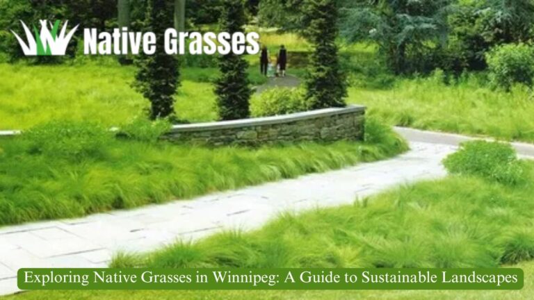 Exploring Native Grasses in Winnipeg: A Guide to Sustainable Landscapes