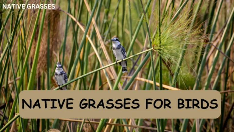 Native Grasses For Birds