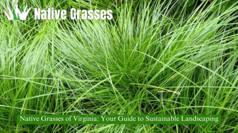 Native Grasses of Virginia: Your Guide to Sustainable Landscaping