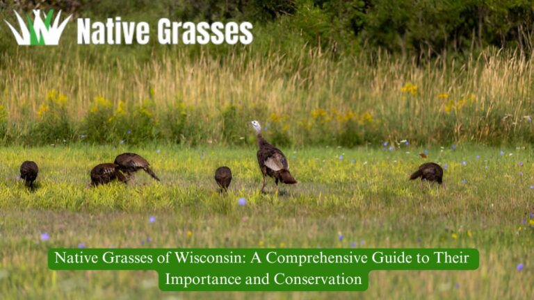 Native Grasses of Wisconsin: A Comprehensive Guide to Their Importance and Conservation