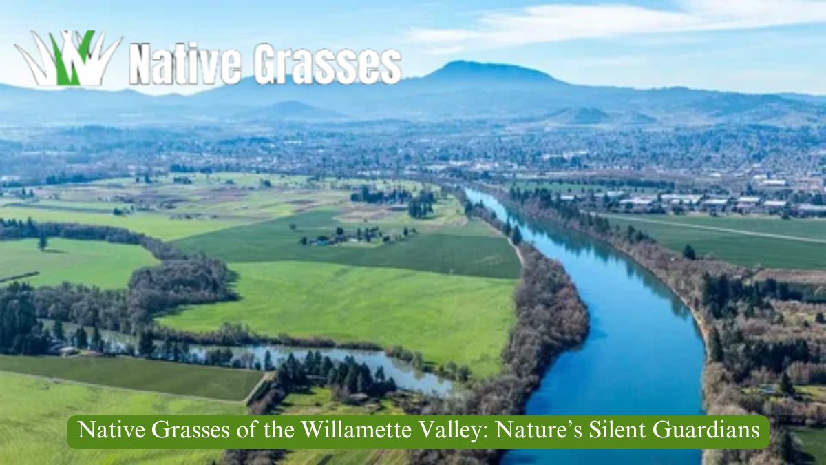 Native Grasses of the Willamette Valley: Essential to Oregon’s Ecosystem