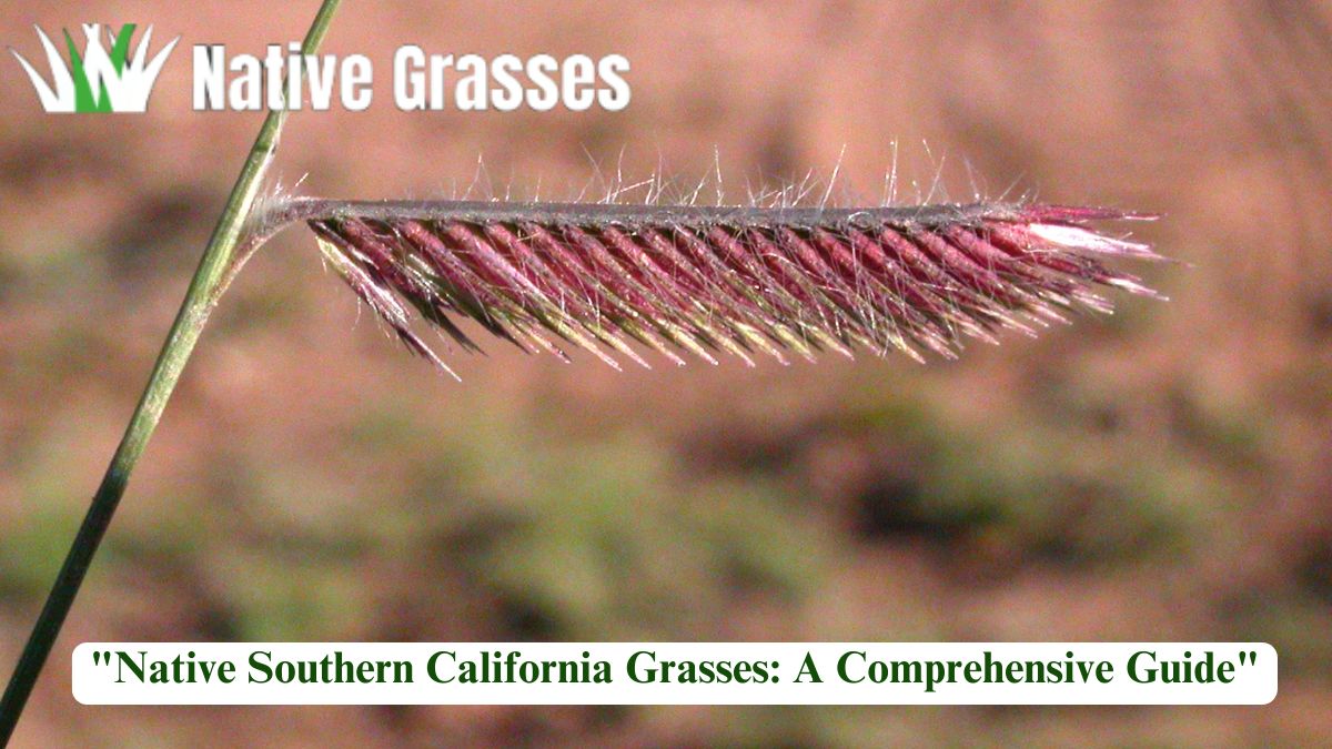 Native Southern California Grasses: A Comprehensive Guide