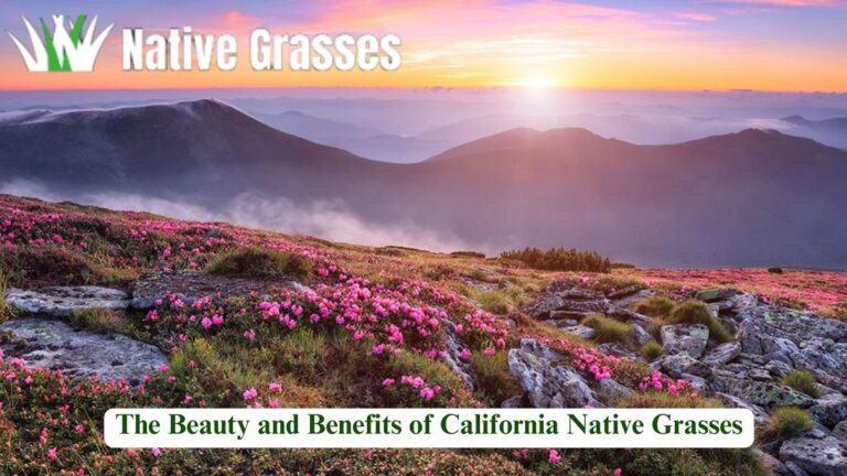 The Beauty and Benefits of California Native Grasses