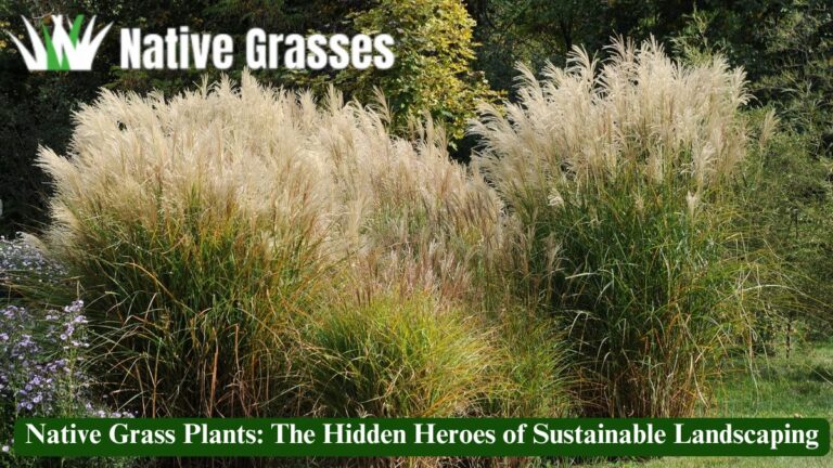 Native Grass Plants: The Hidden Heroes of Sustainable Landscaping