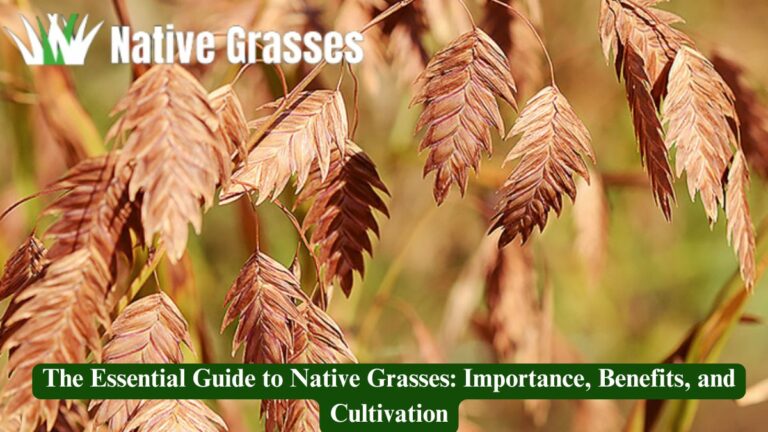 The Essential Guide to Native Grasses: Importance, Benefits, and Cultivation