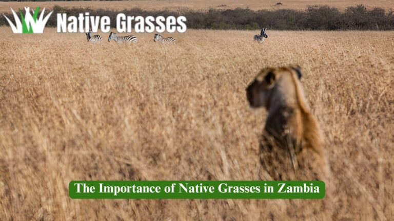 The Importance of Native Grasses in Zambia