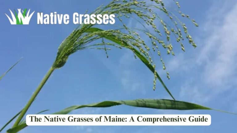 The Native Grasses of Maine: A Comprehensive Guide