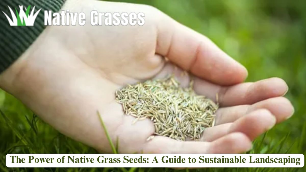 Native Texas Grasses: A Comprehensive Guide