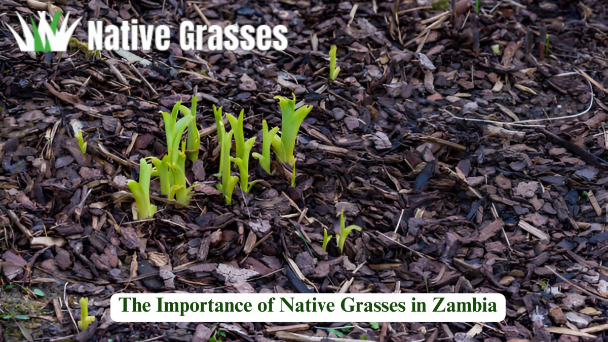 The Power of Native Grasses: Benefits for Your Landscape and Environment