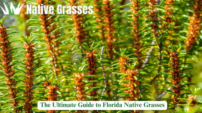 The Ultimate Guide to Florida Native Grasses