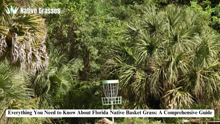 florida native basket grass