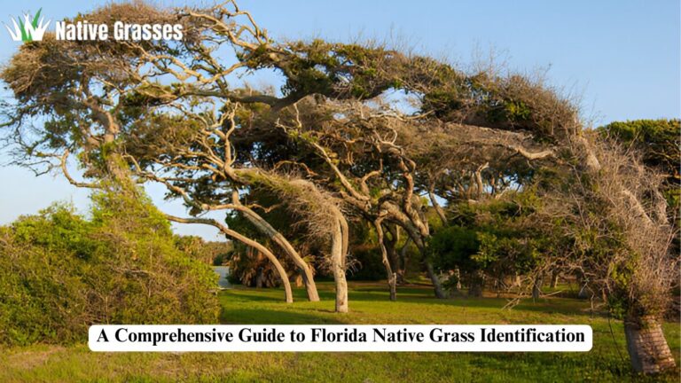 florida native grass identification