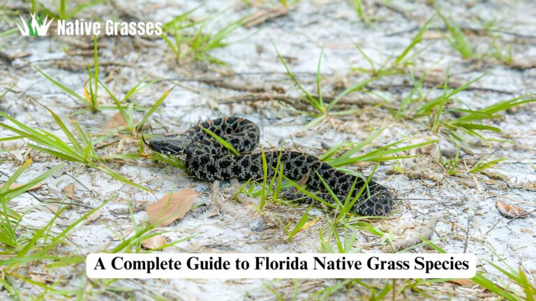 florida native grass species