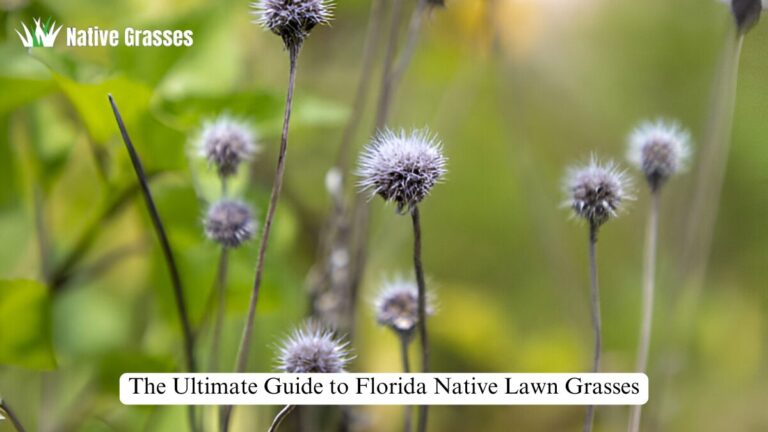 florida native lawn grasses