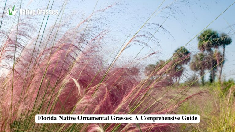 florida native ornamental grasses