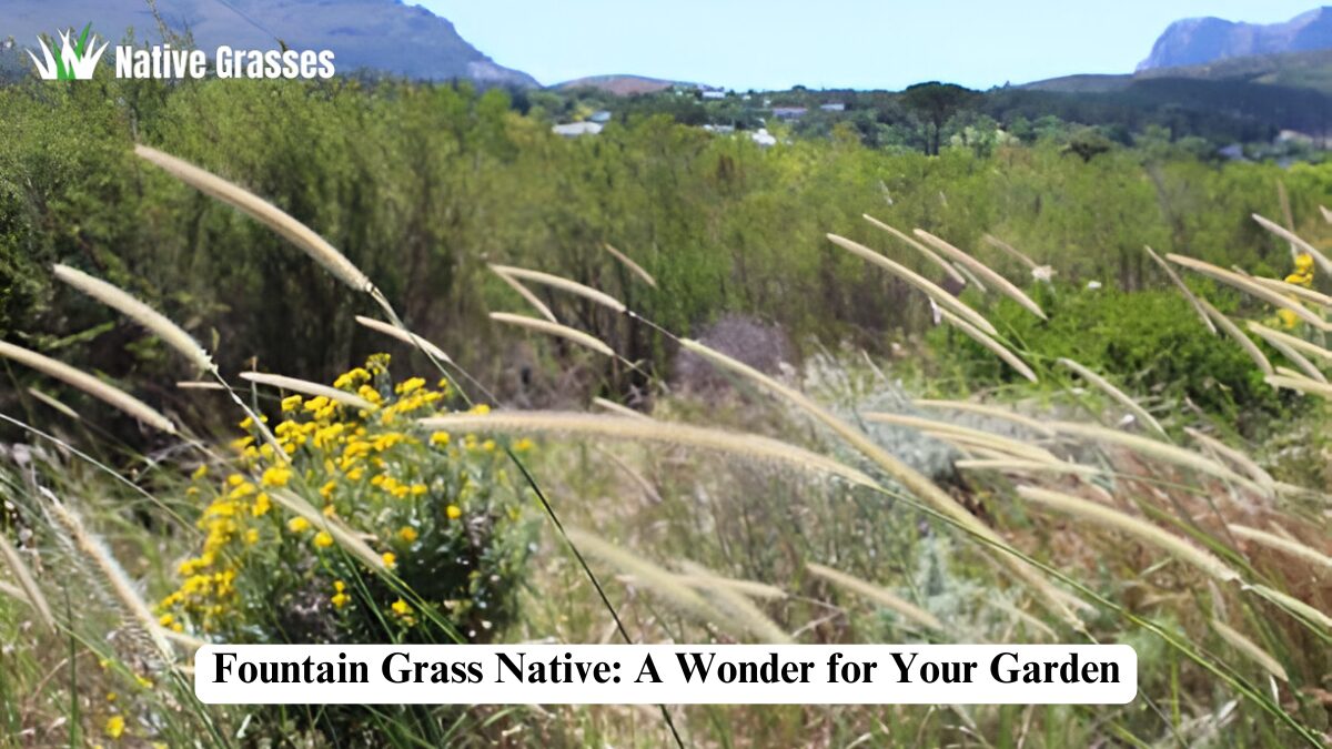 fountain grass native