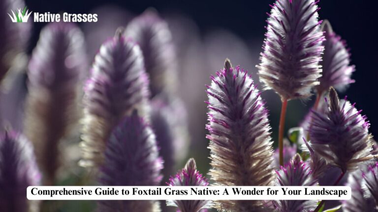 foxtail grass native