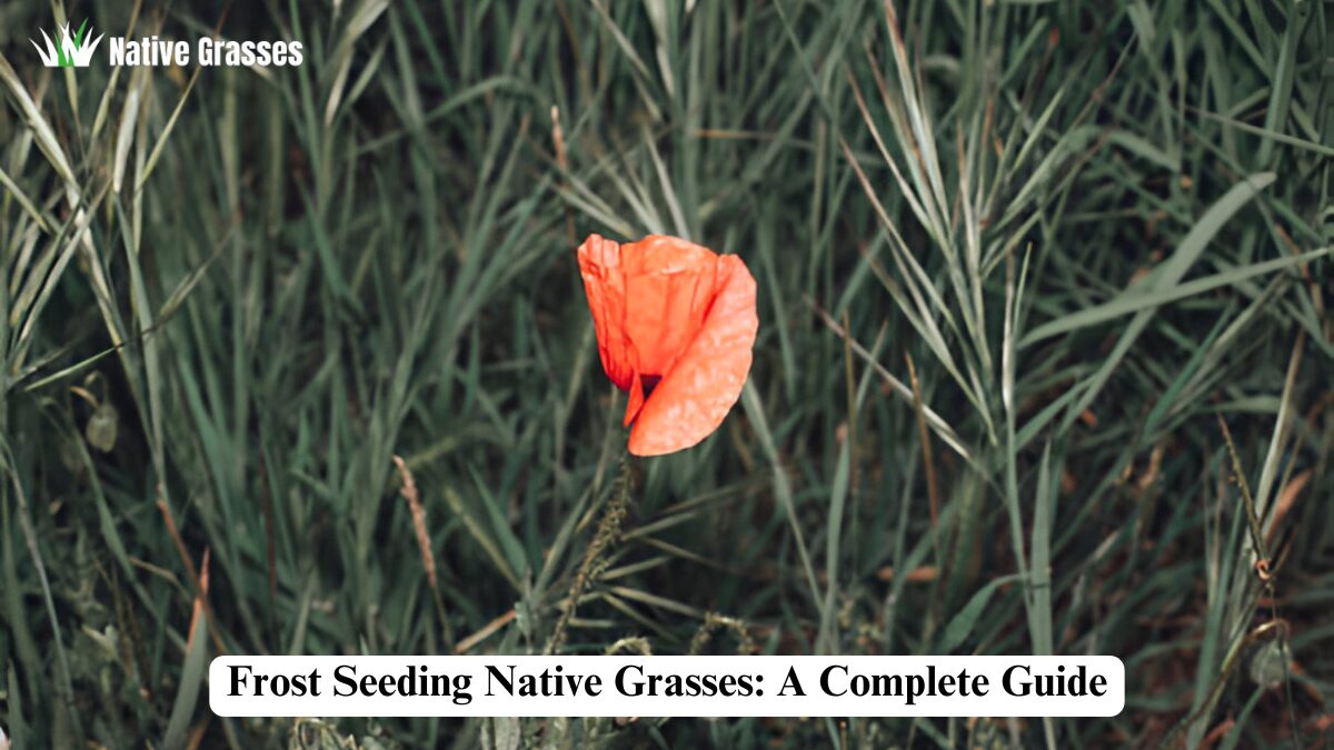 frost seeding native grasses