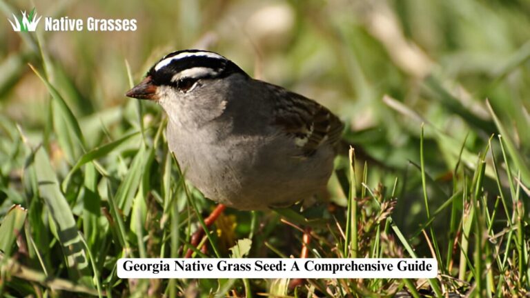 georgia native grass seed