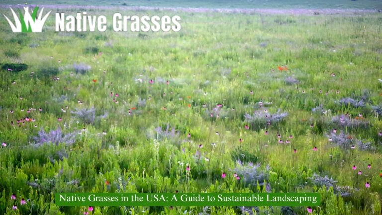 Native Grasses in the USA: A Guide to Sustainable Landscaping