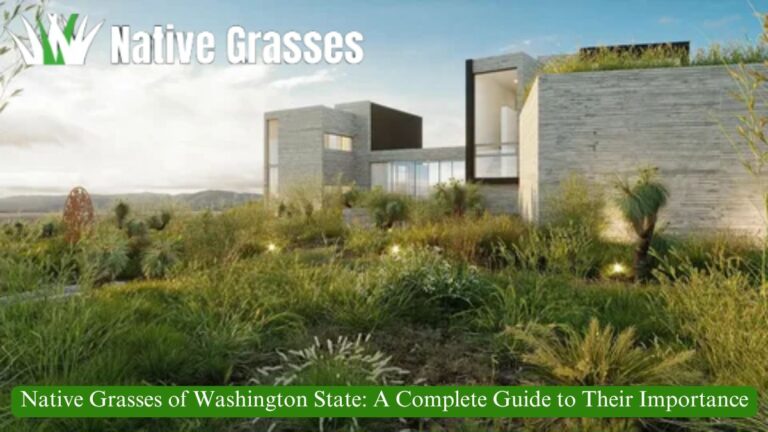 Native Grasses of Washington State: A Complete Guide to Their Importance and Conservation