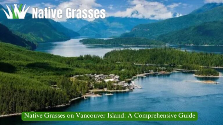 Native Grasses on Vancouver Island: A Comprehensive Guide