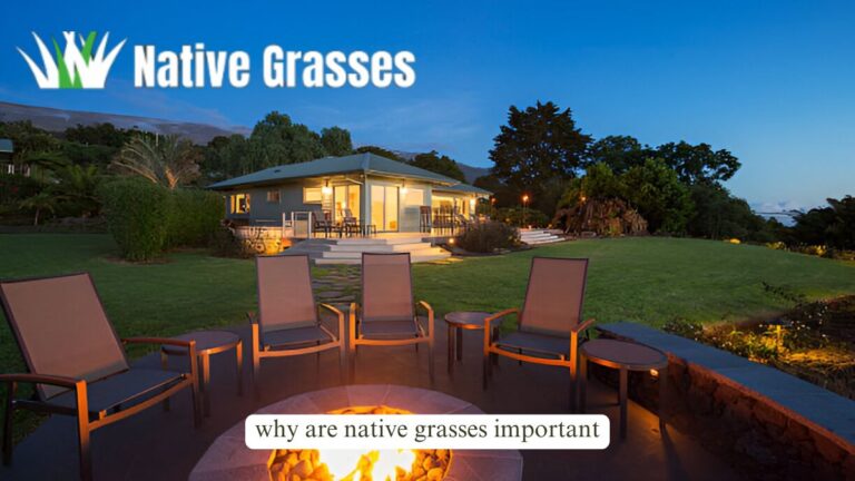 why are native grasses important